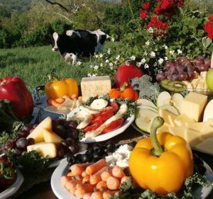 Outdoor cheese display with cow in background