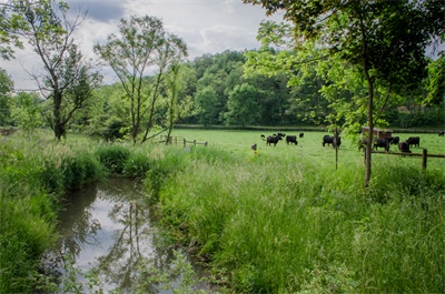 creek and cows